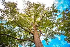  Cherry Grove, OH Tree Services Pros