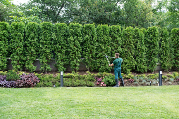 Best Pest Control for Lawns  in Cherry Grove, OH